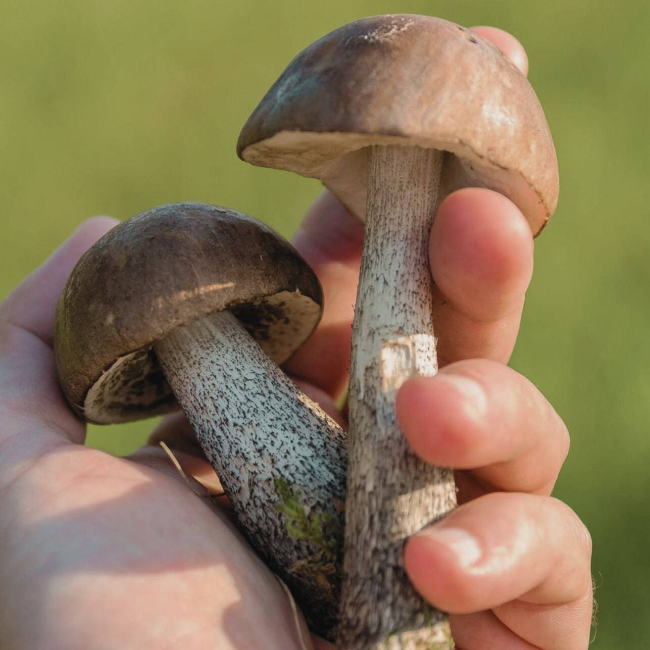 Mushroom Meadow - Bandana OP Haube - OP Haube aus Stoff - Gluecksbringer