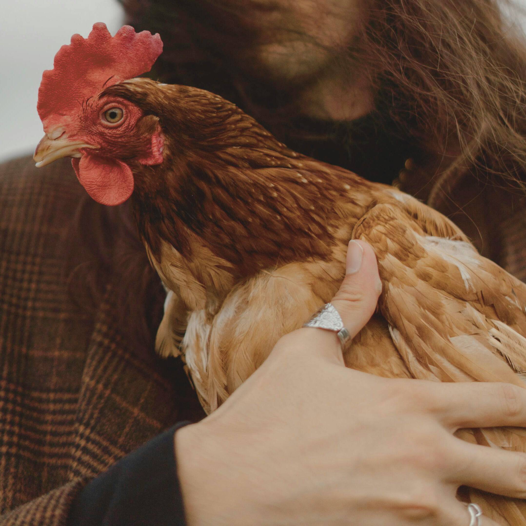 Wild Chickens - Bandana OP Haube - OP Haube aus Stoff - Gluecksbringer